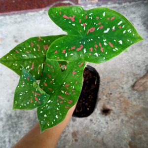 Cây lá môn Caladium Florida Clown - Môn xanh chấm trắng - Môn Hề Florida
