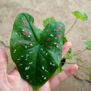Cây lá môn Caladium Florida Clown - Môn xanh chấm trắng - Môn Hề Florida
