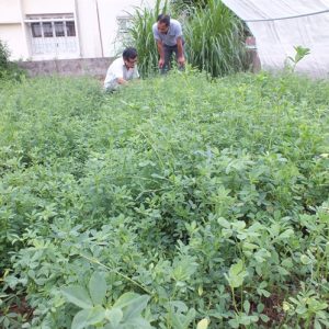 HẠT GIỐNG CỎ ALFALFA - 100gr