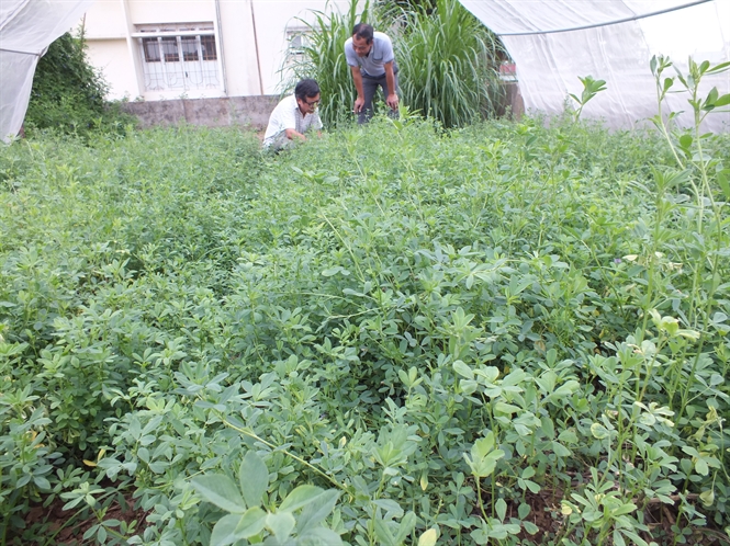 co-alfalfa-1 Gói 1KG hạt giống Cỏ Đậu ALFALFA