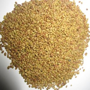 Gói 1KG hạt giống Cỏ Đậu ALFALFA