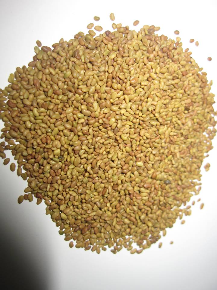 co-alfalfa-2 Gói 1KG hạt giống Cỏ Đậu ALFALFA