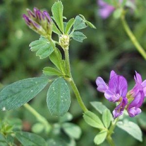 HẠT GIỐNG CỎ ALFALFA - 100gr