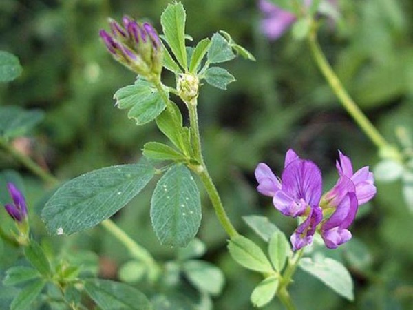 Gói 1KG hạt giống Cỏ Đậu ALFALFA