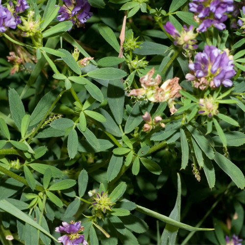 Gói 1KG hạt giống Cỏ Đậu ALFALFA