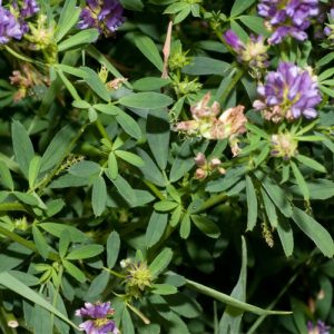 HẠT GIỐNG CỎ ALFALFA - 100gr