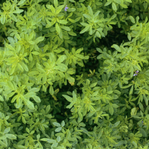 HẠT GIỐNG CỎ ALFALFA - 100gr