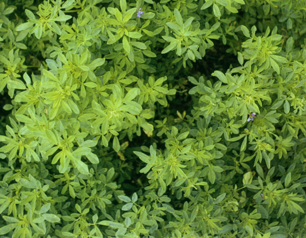 co-alfalfa-5 Gói 1KG hạt giống Cỏ Đậu ALFALFA