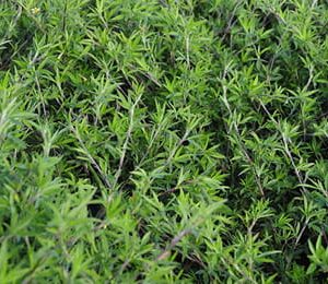 Gói 100GR hạt giống Cỏ Đậu STYLO