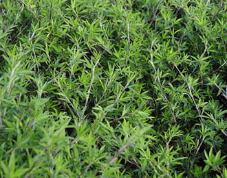 co-ho-dau-stylo Gói 100GR hạt giống Cỏ Đậu STYLO