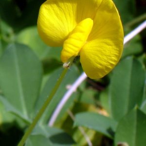 Gói 100 hạt giống cỏ lạc trường niên - lạc dại - cỏ đậu phộng lùn - cây lâu năm, dễ trồng, có thể nhân giống bằng giâm cành