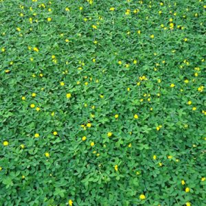 Gói 100 hạt giống cỏ lạc trường niên - lạc dại - cỏ đậu phộng lùn - cây lâu năm, dễ trồng, có thể nhân giống bằng giâm cành