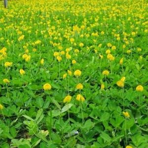 Gói 100 hạt giống cỏ lạc trường niên - lạc dại - cỏ đậu phộng lùn - cây lâu năm, dễ trồng, có thể nhân giống bằng giâm cành