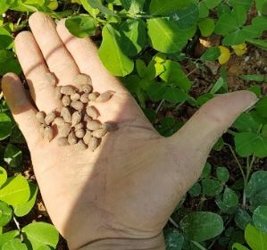 Gói 100 hạt giống cỏ lạc trường niên - lạc dại - cỏ đậu phộng lùn - cây lâu năm, dễ trồng, có thể nhân giống bằng giâm cành