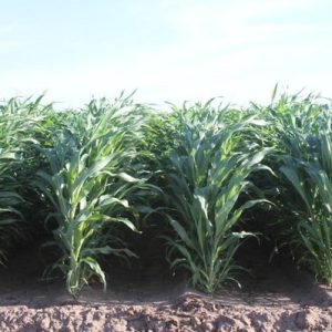 GÓI 1kg HẠT GIỐNG CỎ LAI SUDAN - xanh cỏ