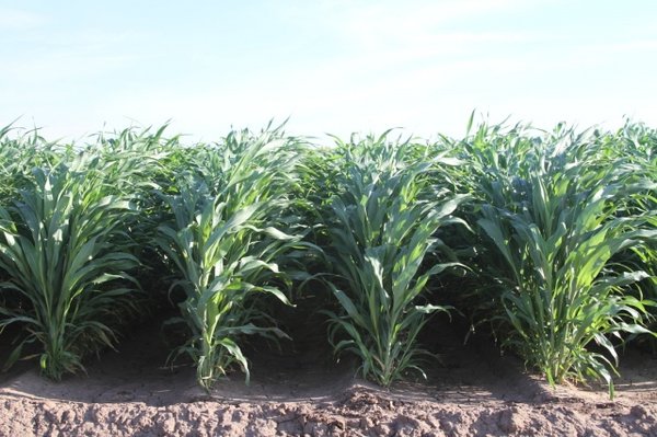 co-lai-1-fcb0837a-ee99-4d1e-aa77-34304d3b2aac-2 GÓI 1kg HẠT GIỐNG CỎ LAI SUDAN - xanh cỏ