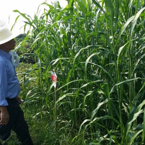 GÓI 100GR HẠT GIỐNG CỎ LAI SUDAN