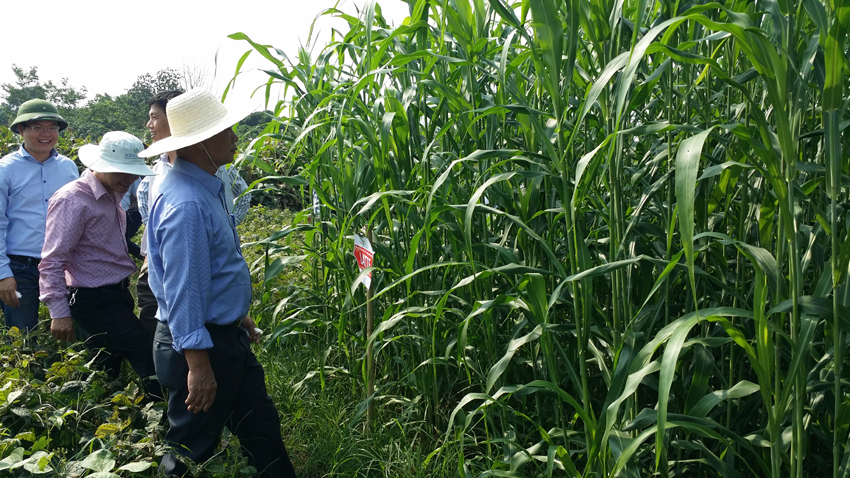 GÓI 1kg HẠT GIỐNG CỎ LAI SUDAN - xanh cỏ