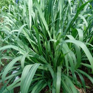 Gói 100g cỏ sả lá lớn Mombasa Ghine