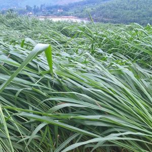 Gói 100g cỏ sả lá lớn Mombasa Ghine