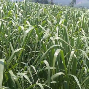 1kg Cỏ Mombasa Ghine ( Cỏ Sả Lá Lớn)