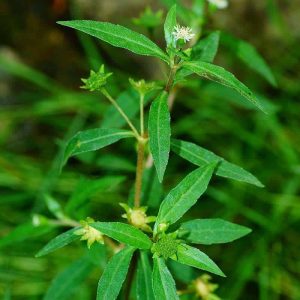 Gói 50  hạt giống Cỏ Mực Nhọ Nồi Trị Nhiều Bệnh