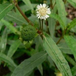 Gói 50  hạt giống Cỏ Mực Nhọ Nồi Trị Nhiều Bệnh