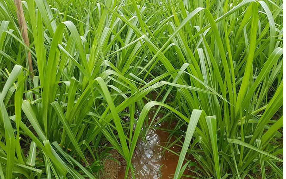 co-paspalum-2-min-03886890-2b26-4620-bc18-372eda5bc8dd Gói 100GR hạt giống Cỏ Chịu Ngập Ubon Paspalum