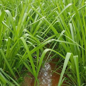 Gói 1KG hạt giống Cỏ Chịu Ngập Ubon Paspalum