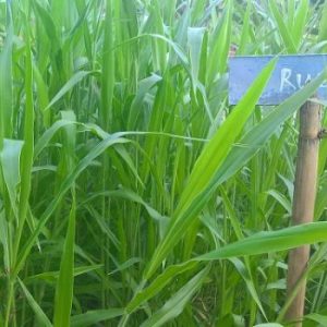 Hạt giống cỏ RUZI Cỏ sả, Chịu giẫm đạp -100gr