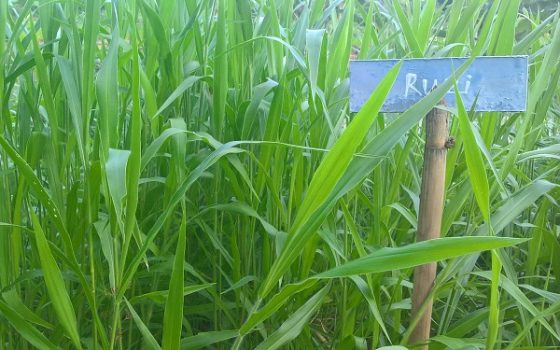 co-ruzi-1 Gói 1KG hạt giống Cỏ Ruzi (Cỏ sả, Chịu giẫm đạp)