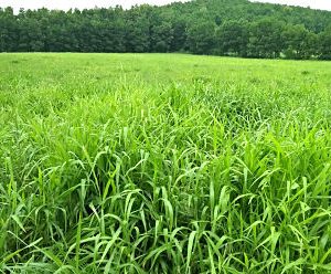 HẠT GIỐNG CỎ TRỒNG THẢM BERMUDA - 50Gr