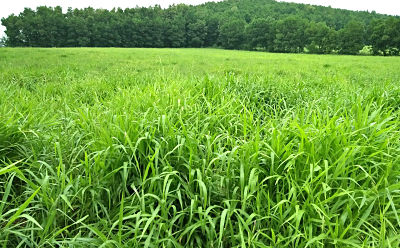 co-ruzi-2-opt Gói 1KG hạt giống Cỏ Ruzi (Cỏ sả, Chịu giẫm đạp)