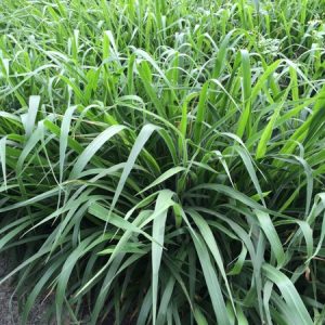 Hạt giống cỏ RUZI Cỏ sả, Chịu giẫm đạp -100gr