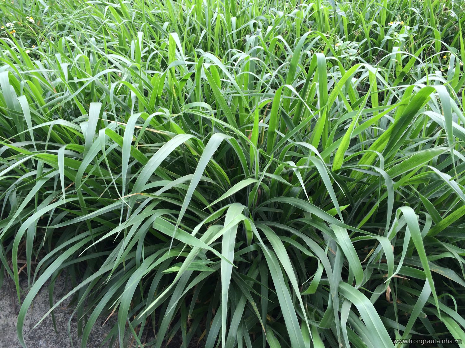 co-ruzi-4 Gói 1KG hạt giống Cỏ Ruzi (Cỏ sả, Chịu giẫm đạp)