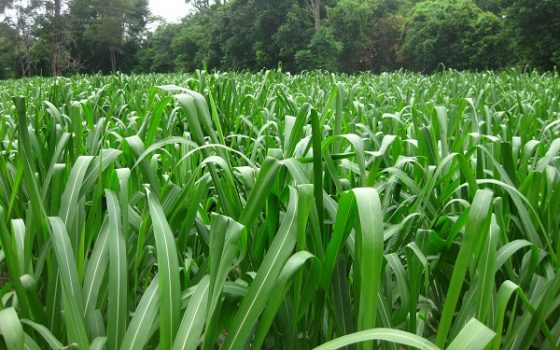 Gói 100g cỏ sả lá lớn Mombasa Ghine