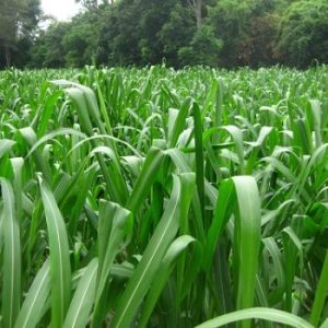 1kg Cỏ Mombasa Ghine ( Cỏ Sả Lá Lớn)