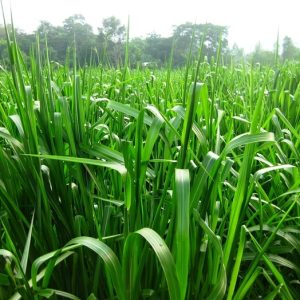 1kg Cỏ Mombasa Ghine ( Cỏ Sả Lá Lớn)