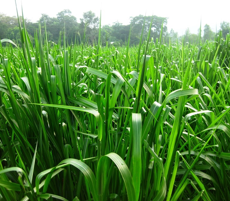 Gói 100g cỏ sả lá lớn Mombasa Ghine