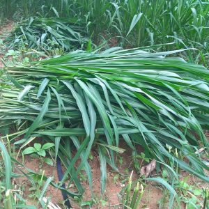 Gói 100g cỏ sả lá lớn Mombasa Ghine