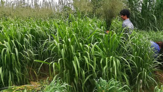 Gói 100g cỏ sả lá lớn Mombasa Ghine