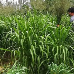 Gói 100g cỏ sả lá lớn Mombasa Ghine