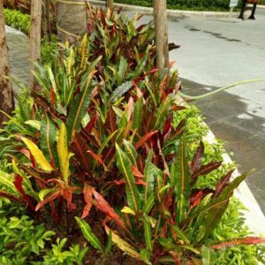 Cây giống cô tòng đuôi lươn (cây lá màu) - CayGiongTot