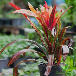 Cây giống cô tòng đuôi lươn (cây lá màu) - CayGiongTot