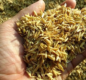 Trấu tươi (gói 2dm3) - CayGiongTot