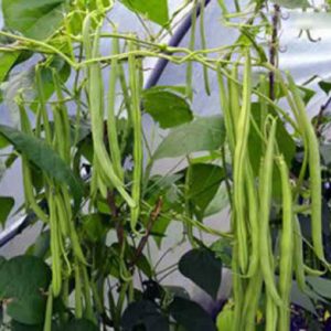 Gói 20gr hạt giống đậu đũa hạt đen dạng leo - thegioiraumam