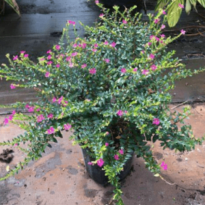 [Cây cảnh quan] Cẩm Tú Mai - CayGiongTot