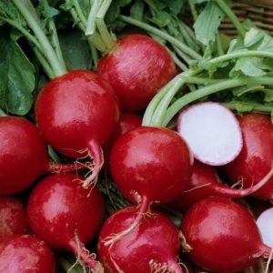 Gói 10g hạt giống củ cải đỏ tròn