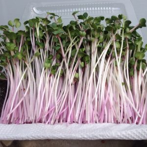 Gói 100g Hạt Giống Rau Mầm Củ Cải đỏ _ Thế Giới Rau Mầm