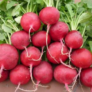 Gói 10g hạt giống củ cải đỏ tròn